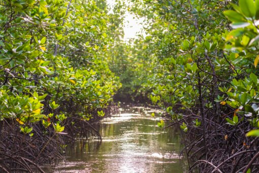 PP No. 27/2025 Perlindungan Mangrove dan Bagaimana Peluangnya bagi Bisnis Berkelanjutan Ekosistem mangrove di Indonesia yang dilindungi melalui PP No. 27/2025 tentang Perlindungan dan Pengelolaan Ekosistem Mangrove.