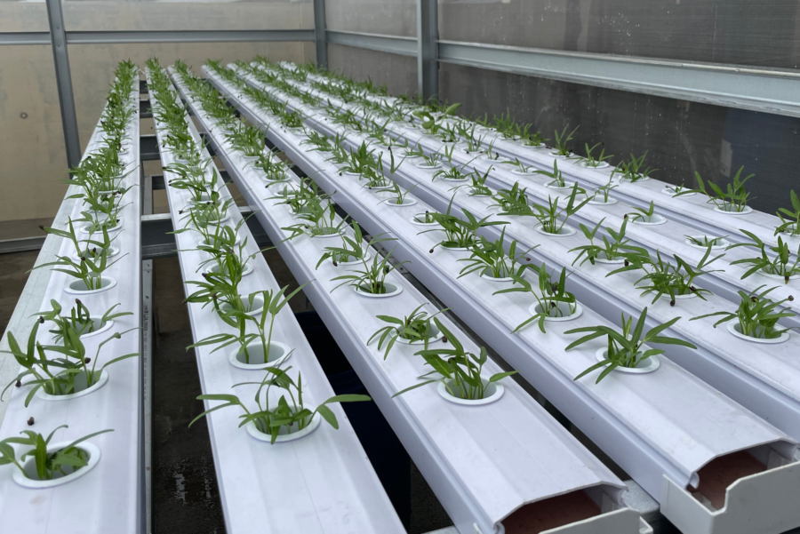 Membangun ketahanan pangan bagi komunitas tidak lagi dapat dipandang semata sebagai isu produksi pertanian. Di tengah urbanisasi yang semakin masif, keterbatasan lahan, serta dampak perubahan iklim, tantangan pangan kini bergeser ke ranah akses, kapasitas, dan keberlanjutan sistem pangan komunitas.